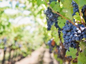 vignoble   activits var