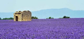 lavandes petit arlane red ctv