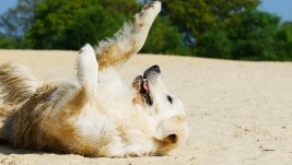 beach 750591 (Personnalis)