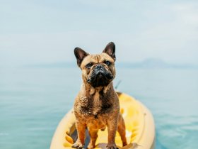 chien accepte camping