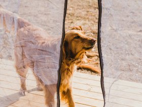 camping accepte chiens