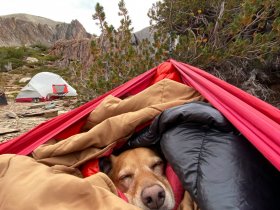 camping chien