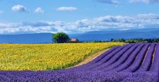 valensole