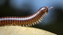 232 millipede belize